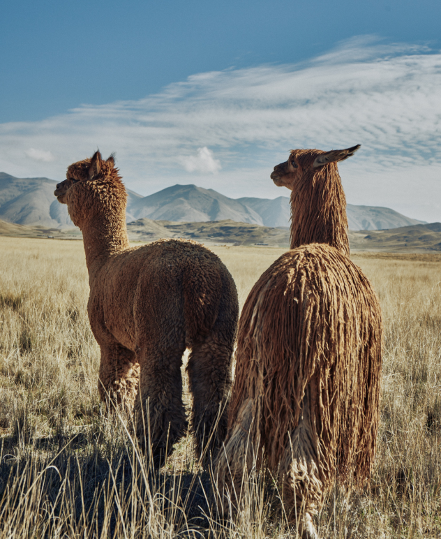 About Alpaca Why Alpaca